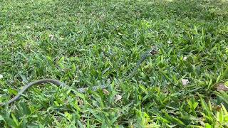 Spotted bush snake catches and eats a frog.