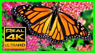 The Best Relaxing Garden in 4K - Butterflies, Birds and Flowers🌻🐦 2 hours - 4K UHD Screensaver