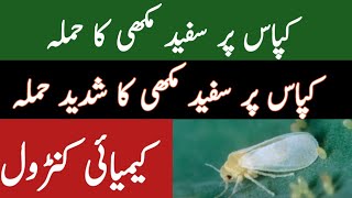 How To Control Cotton Whitefly | Chemical Control | AGRICULTURE WORLD