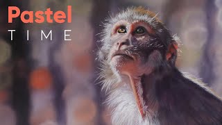 Macaque in Soft Pastel - Timelapse