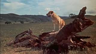 Old Yeller 1957    Opening Song   High Quality