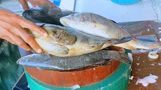 SIANG IKAN TONKOL HITAM || IKAN SIAKAP POTONG KEPING || IKAN KERAPU 2 EKO POTONG KEPING