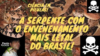 A SERPENTE COM O ENVENENAMENTO MAIS LETAL DO BRASIL! - CIÊNCIA EM PÍLULAS!