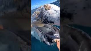 An encounter with the giant of the ocean #whale #ocean #sea #shark #bigfish #sharkwheels #giant