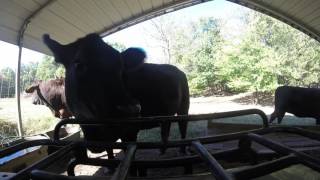 Cow tries to eat Gopro