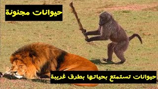 حيوانات تستمتع بحياتها اليومية بطريقتها الخاصة / حيوانات كأنها بشر