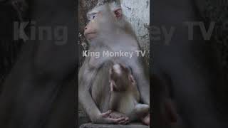 Monkey funny videos #1337 #babymonkey #shortvideo #short #viral #monkey #reels2023