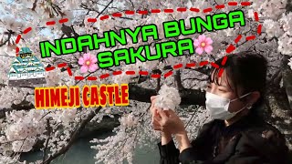 BUNGA SAKURA DI JEPANG ||姫路城||HIMEJI CASTLE