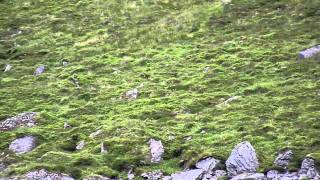 Osprey hunting on a small loch in Scotland with a Frenchman's voiceover