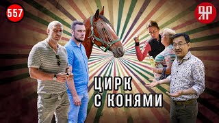 Заморили лошадь голодом | Конно-спортивный клуб "ФАКТ" - Цирк с конями