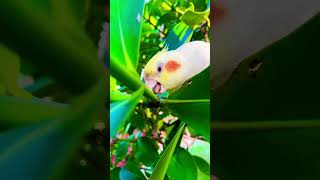 Cuteness overload video of cockatiel #b4birds #cockatiel #cute #cutenessoverload #cutest #birds