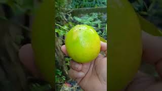 Buah Lemon Super Gede #shorts