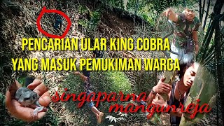 PENCARIAN ULAR KING COBRA YANG MASUK PEMUKIMAN WARGA