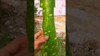 How To Growing gourd at home, very easy and many fruit, big harvesting