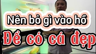 Nên bỏ cái gì vào hồ cá để có cá đẹp