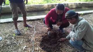 Dapat 🔴koin kuno jelajah di hutan bambu