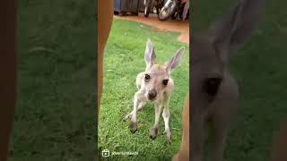 Recordando a Timmy 🦘 #australia #canguros #shortvideo