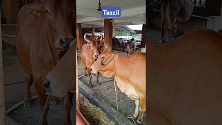 Cows at Gosala Mayapur 🐄🐂🕉️♨️ #Iskcon #Straw #Milk #Cow #Cattle #YtShorts #Viral #Trending