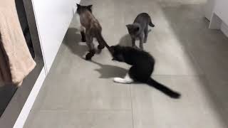 Pam the Kitten tormenting Belinda the Foster Cat #shorts #story