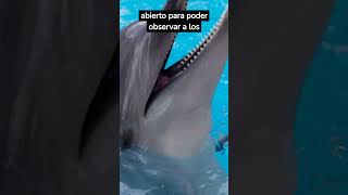 ASÍ DUERMEN LOS DELFINES #animales #shorts