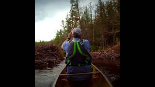 Bum Rushing a Beaver Dam #shorts