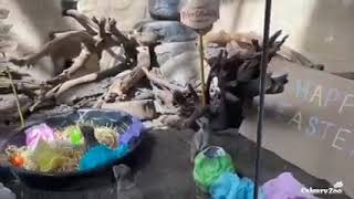 Meerkat Enrichment During Easter Eggstravaganza