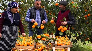 🍂 Village Harvest: Drying Fresh Red Persimmons 🍊🌾