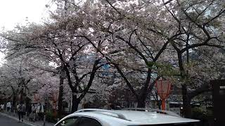 Sakura Kyoto 2021 (1/2)