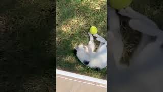 Hilarious Cat's Ball Game Goes Viral