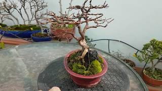 Bonsai sohin de Olmo sobre roca,