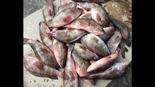 How To Buy Fish At Karachi Fishery  کراچی فشری سے مچھلی خریدنے کا طریقہ