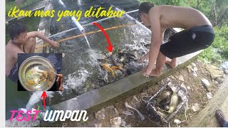 CARA MEMBUAT UMPAN IKAN MAS DENGAN BAHAN MUDAH DIDAPAT !! MIMPINYA MANCING IKAN MAS DAPAT BANYAK!#24