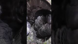 Turkey Attacks Decoy #turkey #turkeyhunting #decoy