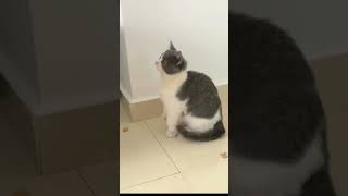 💫#cat #fyp #funny #funnyvideo