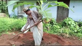 പൂ വ ൻ വാഴയും വളവും poovan vazha organic