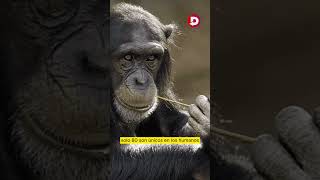 ¿Qué nos hace humanos? Estudio del ADN de 233 primates halla respuestas #difunde #news