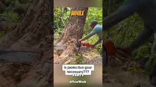 This lumberjack is standing on the tree without any protective equipment! part 2 #shorts