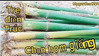 Tre điền trúc - Chọn hom giống!