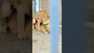 #dr #lion #animal #treatment #consultancy Lion mating #drabdulwahab