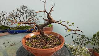 Prebonsai olmo chino