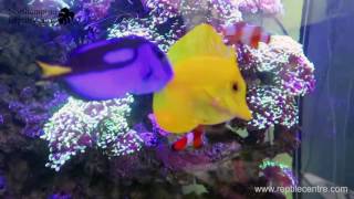 Feeding Mysis Shrimp to Reef Aquarium