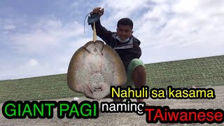 Giant Stingray (pagi) Nahuli sa Pingwit