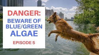 Dangers of Blue Green Algae