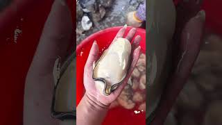 Big Oyster #shortsfeed  #oysters #youtubeshort #seafood