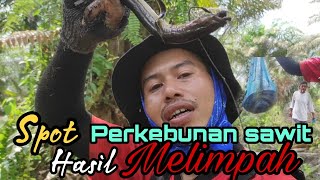 Spot cantik hasilpun melimpah/ Mancing belut di kanal sawit #SF52