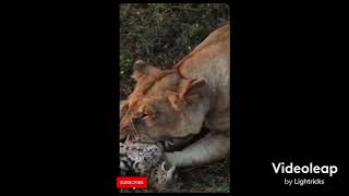 Lion 🦁 killing baby cheetah 🐆 | almost died | bold wild