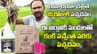 యూరియ తో 15 రోజుల వరకె గ్రీనిష్ కానీ ఈ ఆర్గానిక్ మందులతో పంట చివరి వరకు పచ్చదనం#agriculture#paddy.