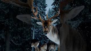 snow deer 🦌#youtubeshorts #youtube #shorts #viral #vedio