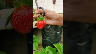 panen strawberry di atas rumah lagi🍓||#shorts #kebun #strawberry