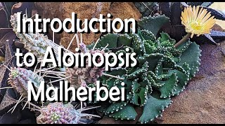 How to Care for Aloinopsis Malherbei